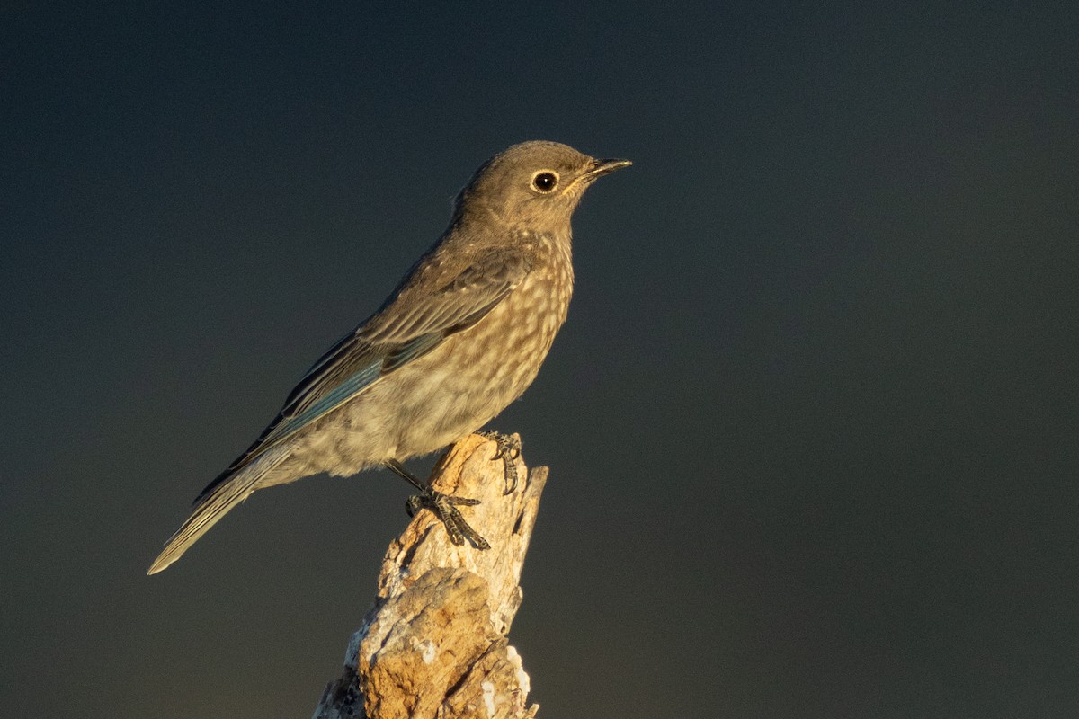 Western Bluebird - ML630012395
