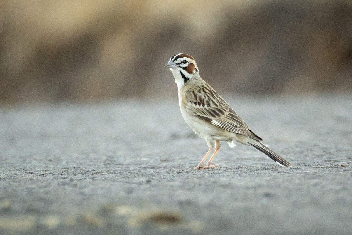 Lark Sparrow - ML630012398