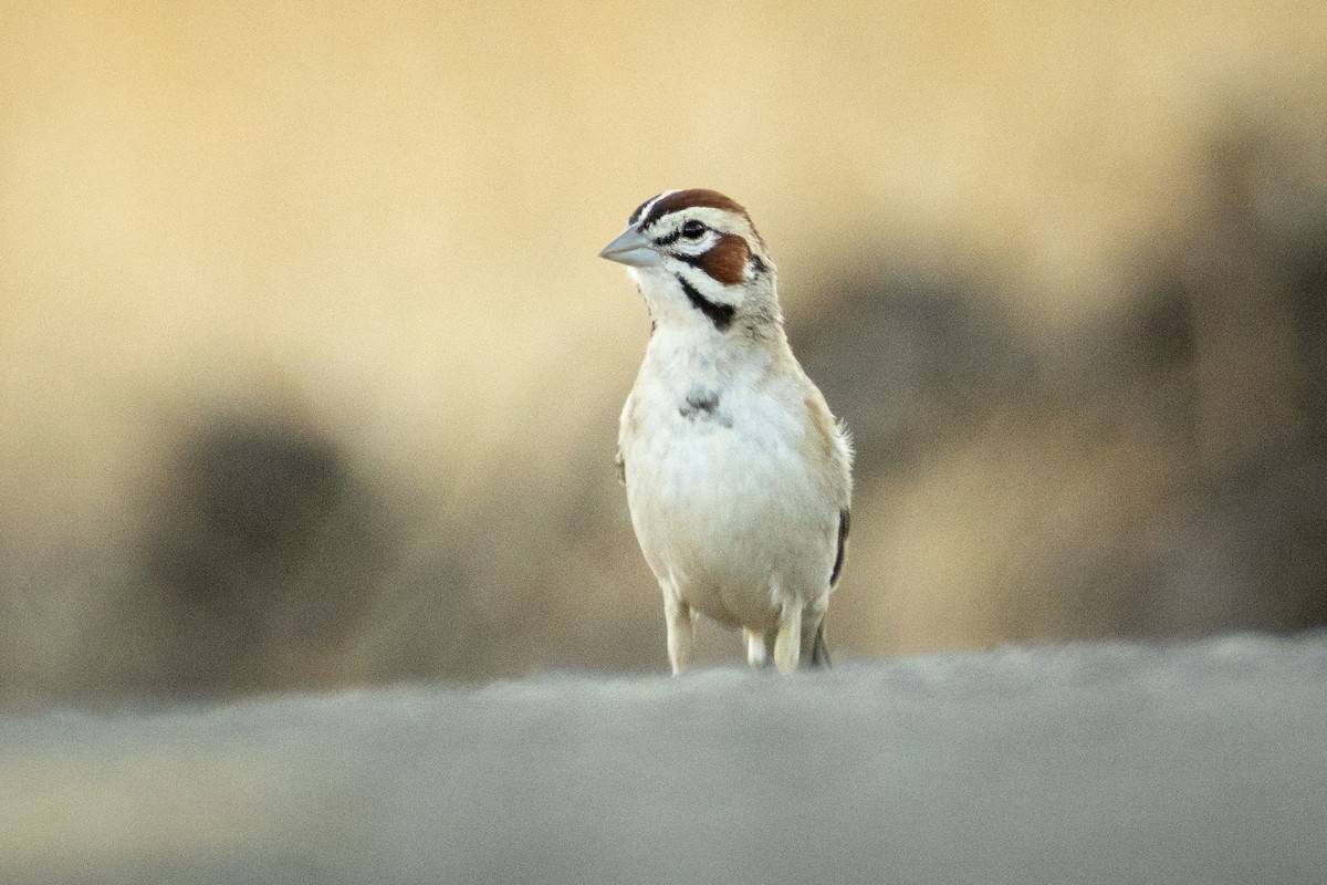 Lark Sparrow - ML630012399