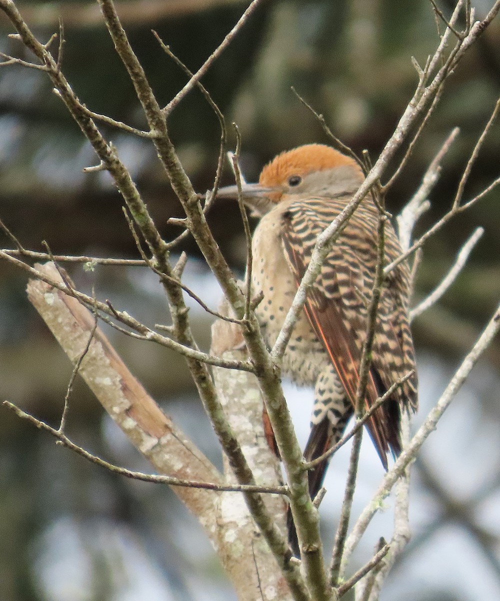 Guatemalan Flicker - ML630012422