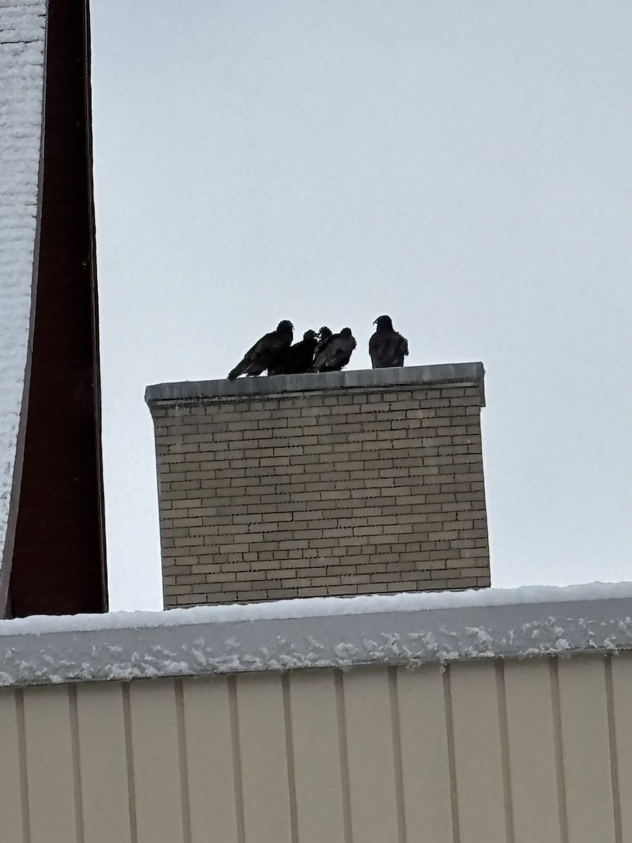 Black Vulture - ML630012424