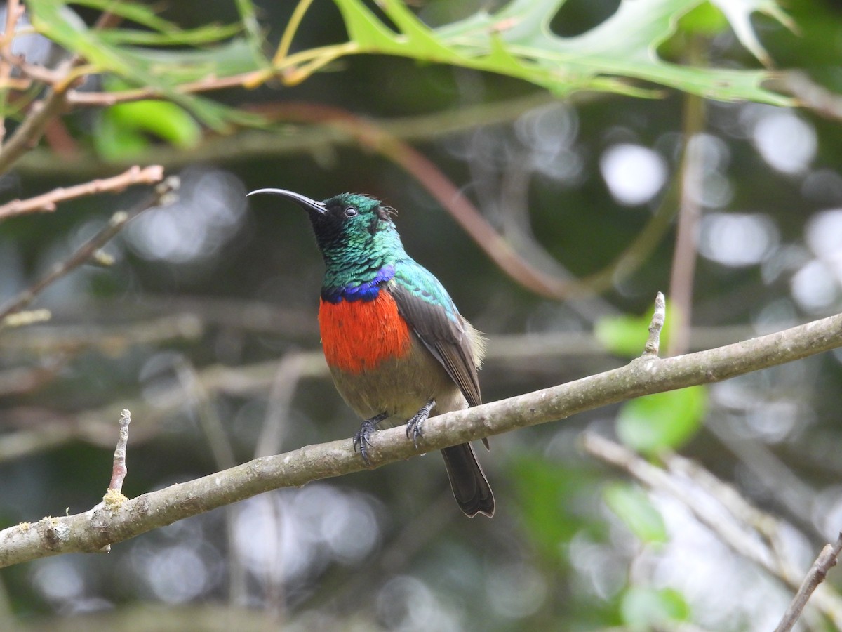 Greater Double-collared Sunbird - ML630012425