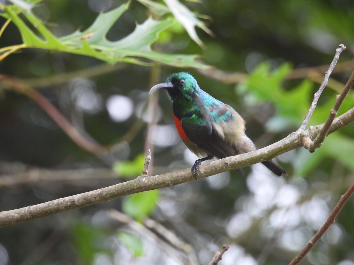 Greater Double-collared Sunbird - ML630012426