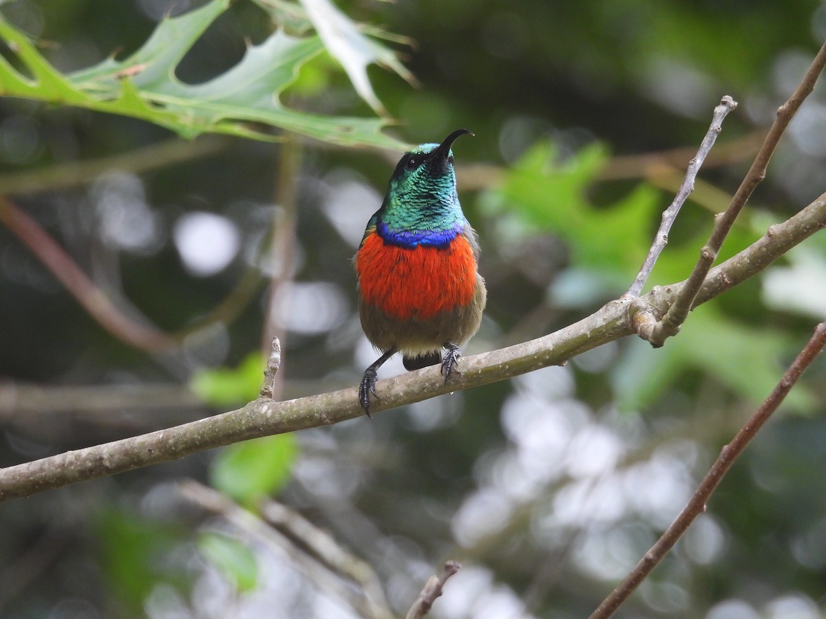 Greater Double-collared Sunbird - ML630012427