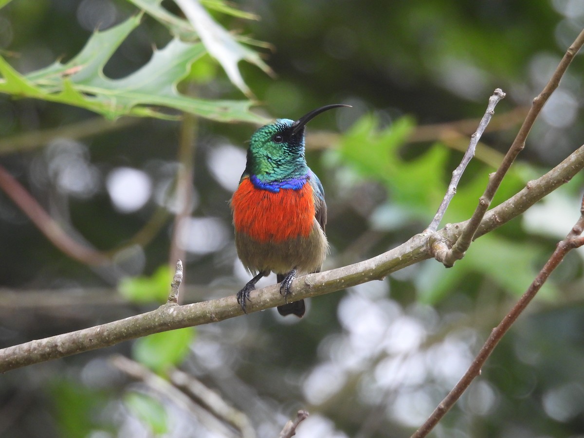 Greater Double-collared Sunbird - ML630012428