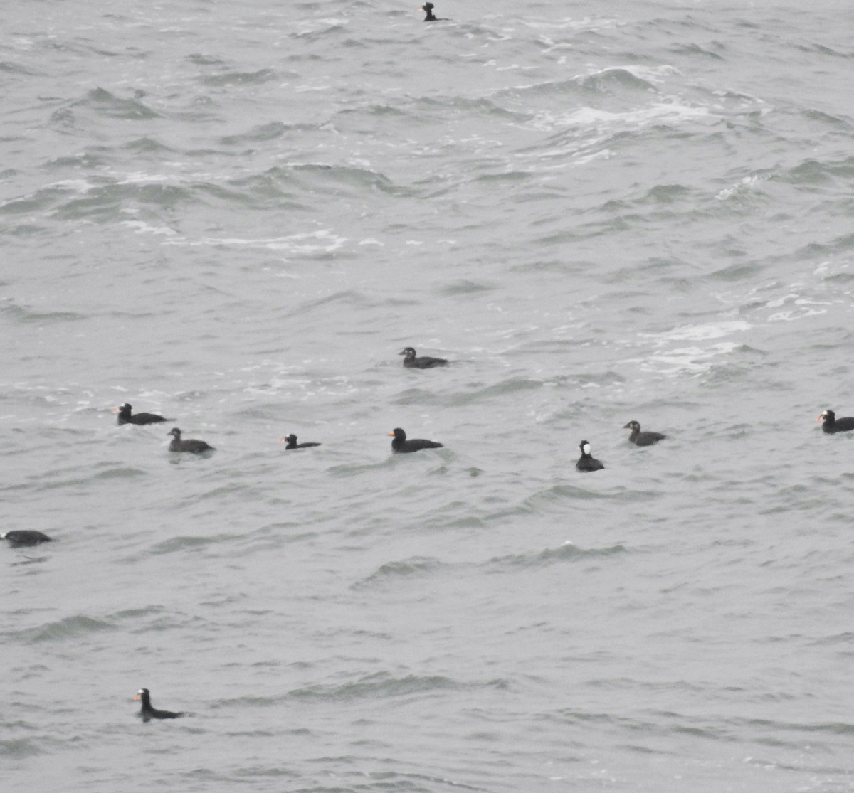 Black Scoter - ML630012446