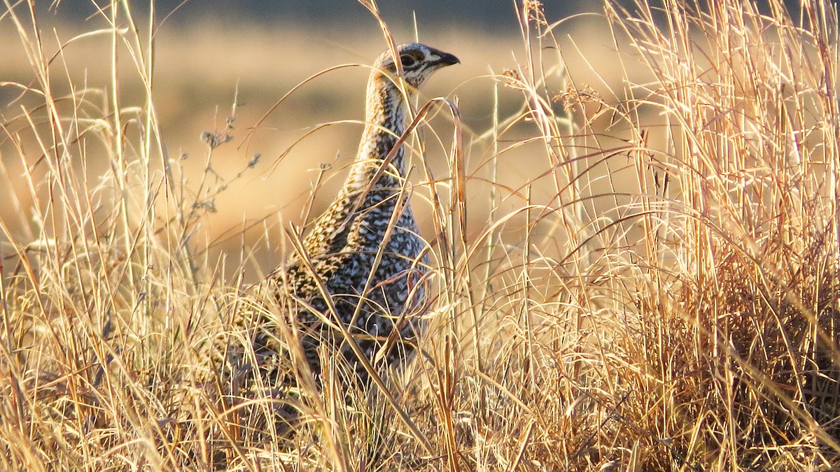 Sharp-tailed Grouse - ML630012492