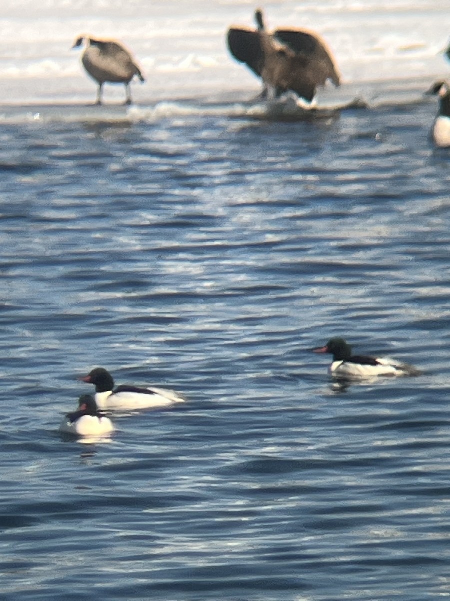 Common Merganser - ML630012494