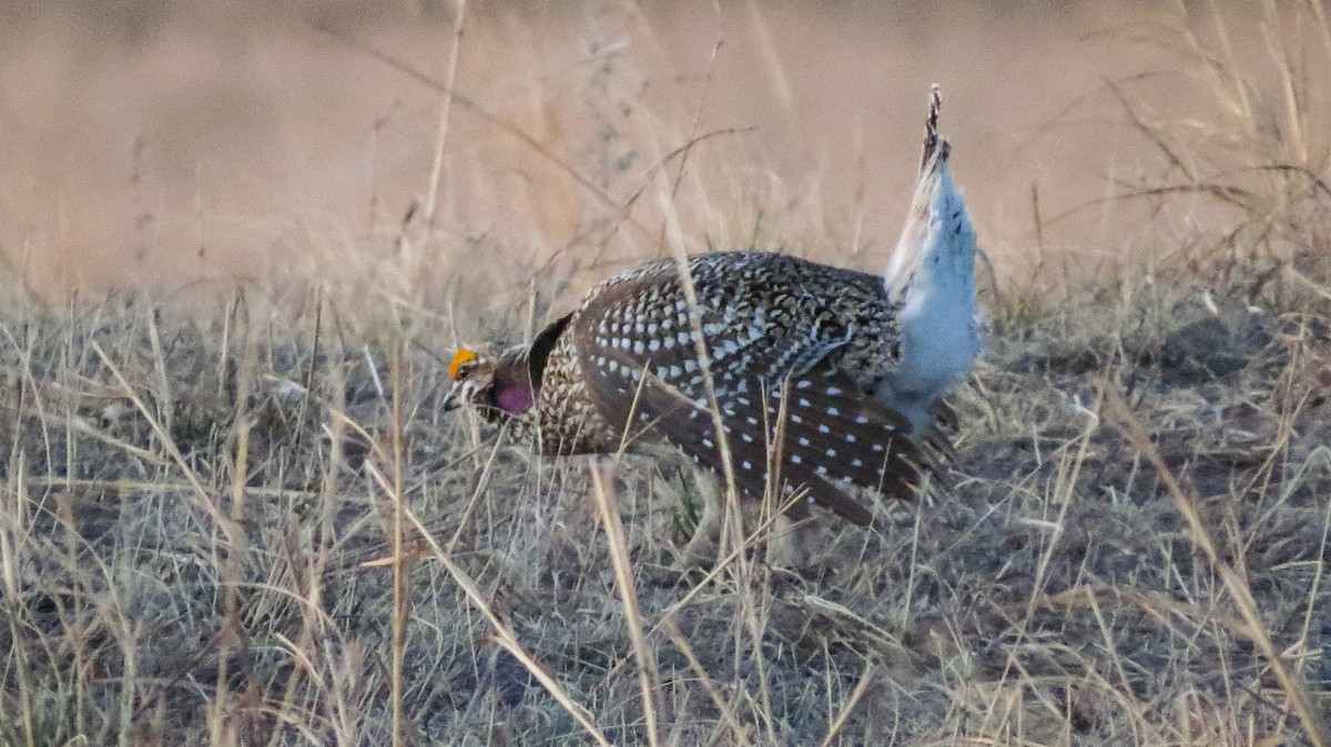 Sharp-tailed Grouse - ML630012505