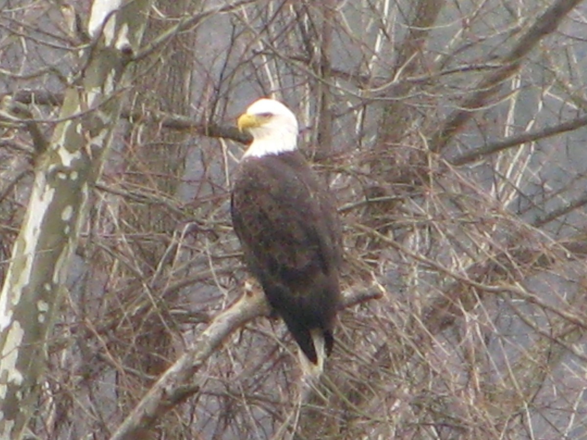 Bald Eagle - ML630012560