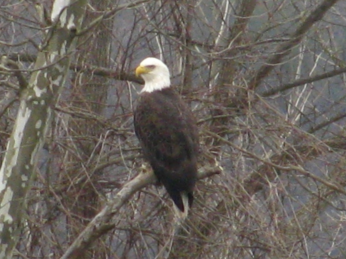 Bald Eagle - ML630012561