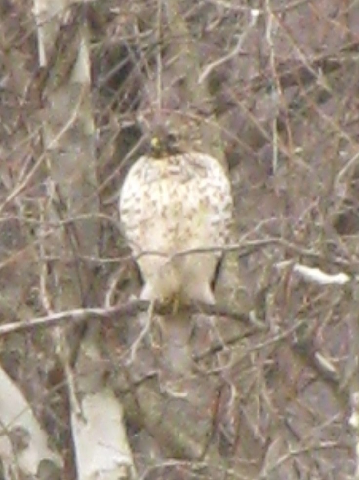 Red-shouldered Hawk - ML630012578