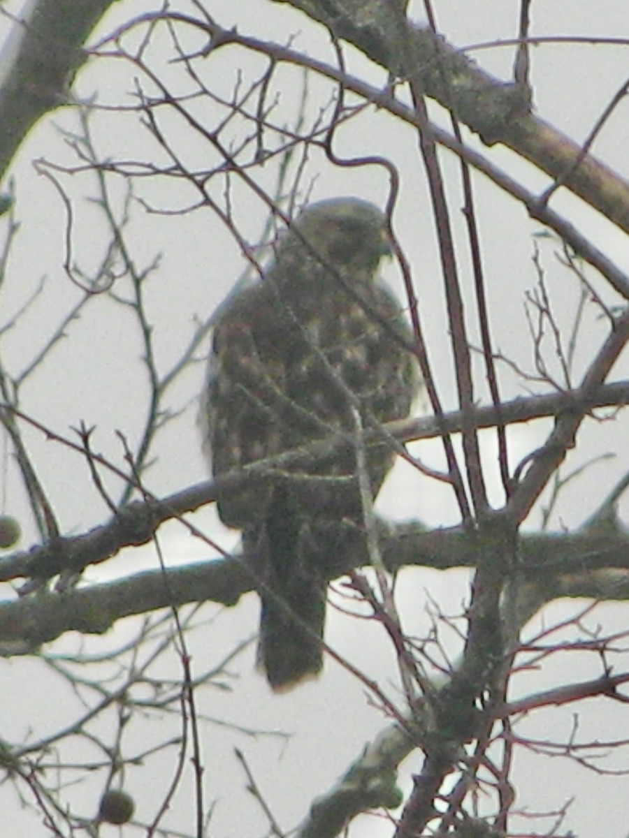 Red-shouldered Hawk - ML630012579