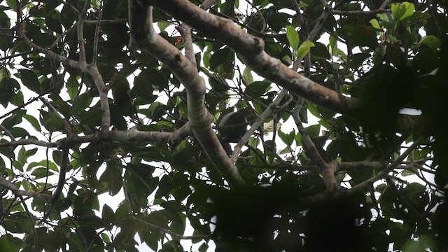 Cotinga à col nu - ML630012648