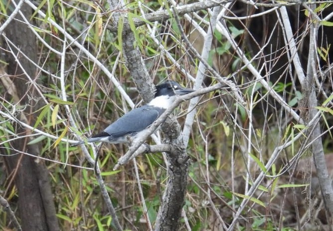 Belted Kingfisher - ML630012795