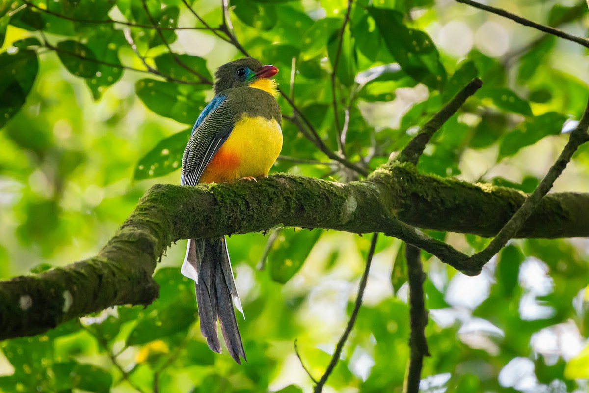 Javan Trogon - ML630012963