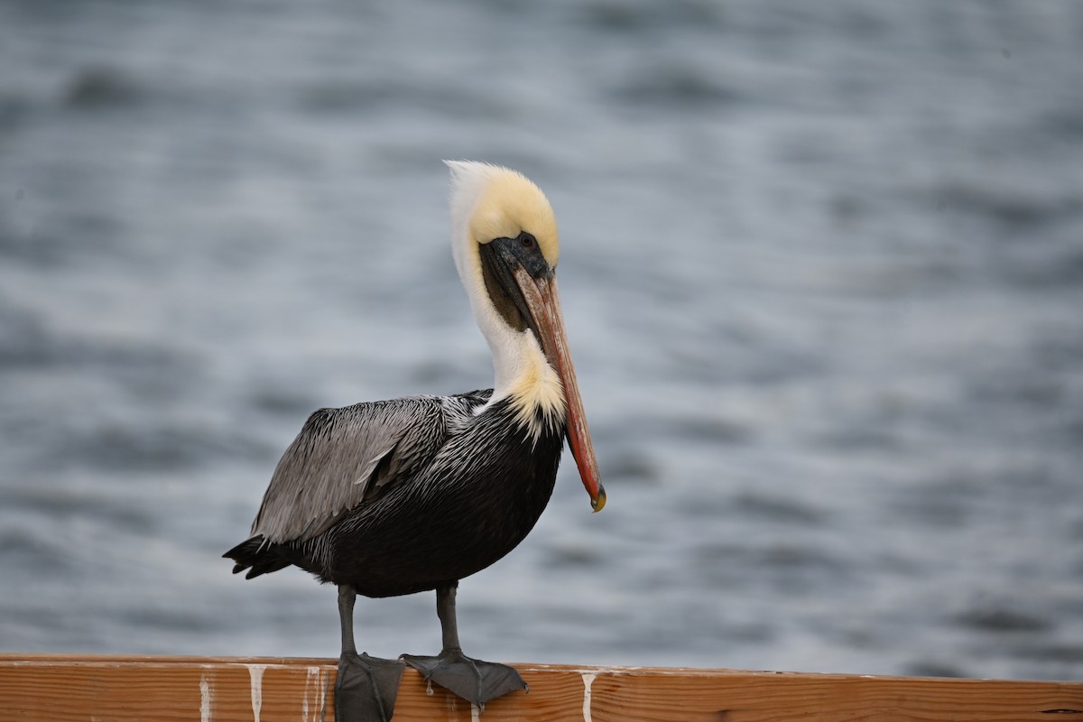 Brown Pelican - ML630013292