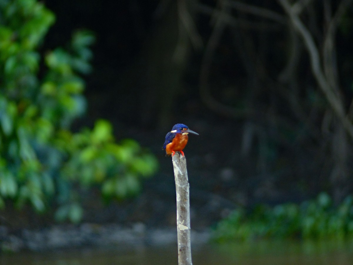 Blue-eared Kingfisher - ML630013356