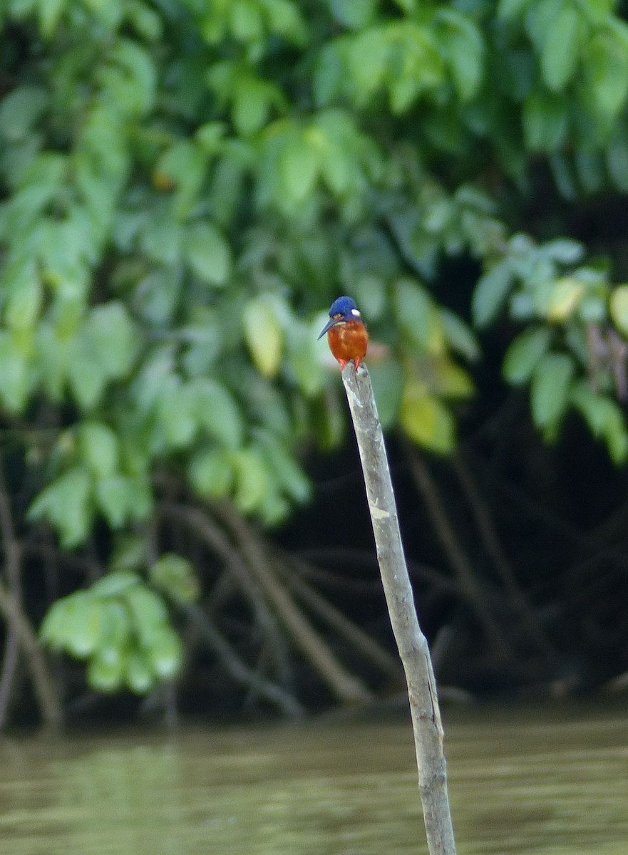 Blue-eared Kingfisher - ML630013366