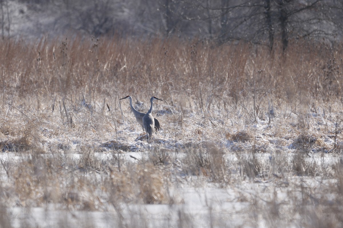 Sandhill Crane - ML630013439