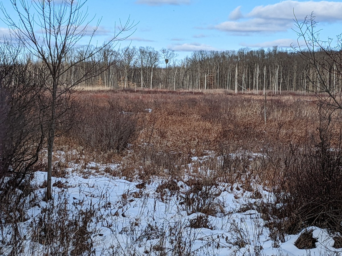 Bald Eagle - ML630013962