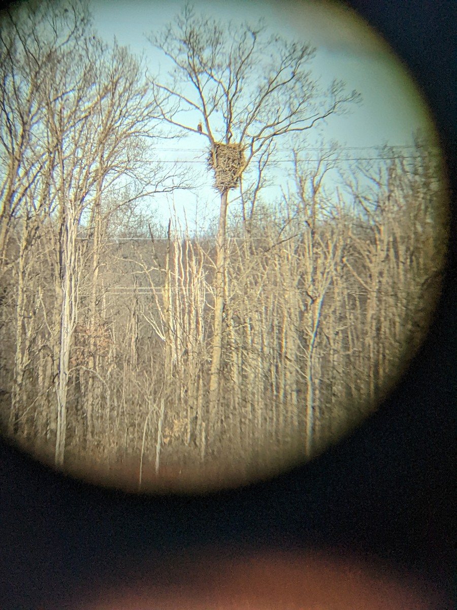 Bald Eagle - ML630013963