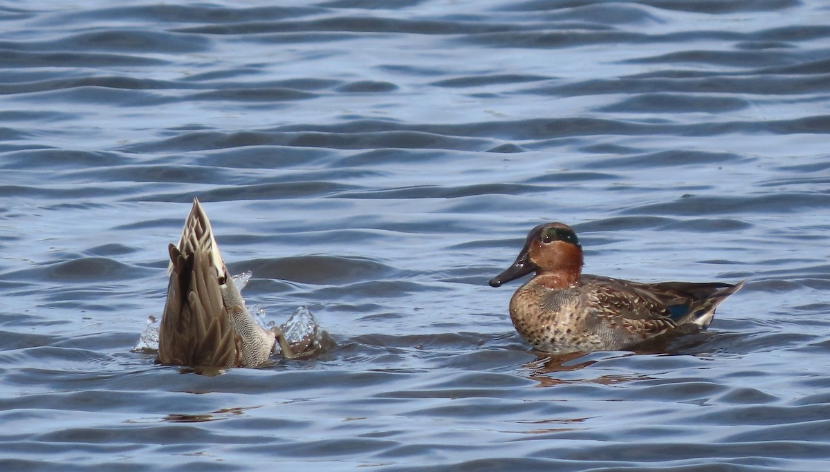 Green-winged Teal - ML630014132
