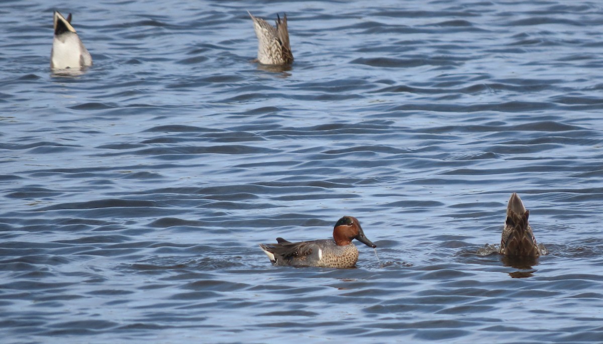 Green-winged Teal - ML630014134