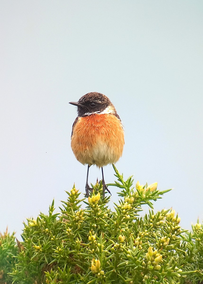 Pitxartxar burubeltza - ML630014170