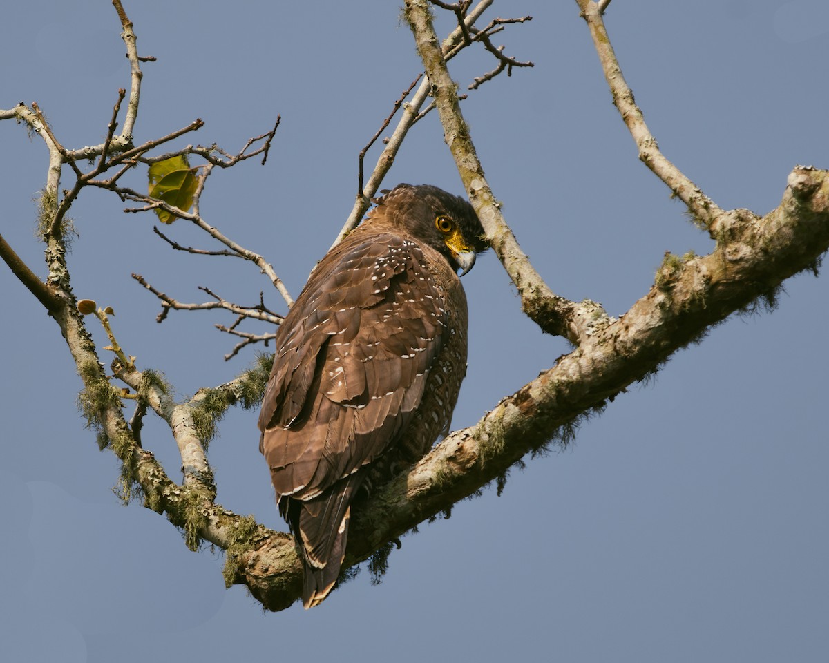 Crested Serpent-Eagle - ML630014221
