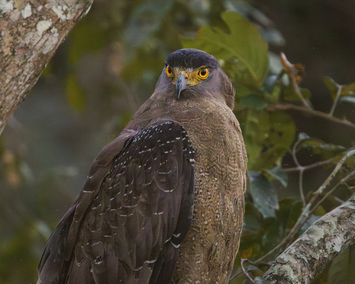 Crested Serpent-Eagle - ML630014223