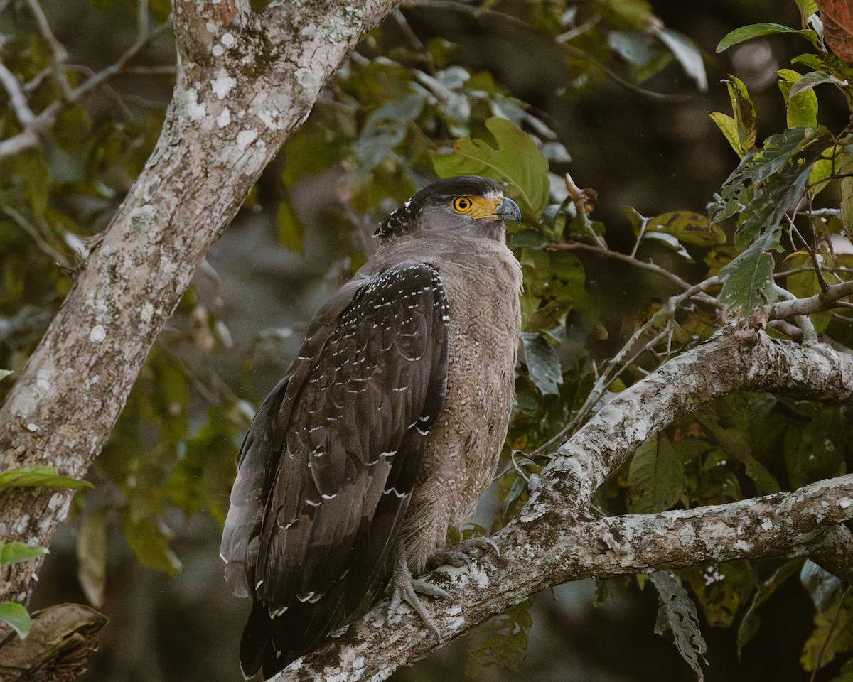 Crested Serpent-Eagle - ML630014224