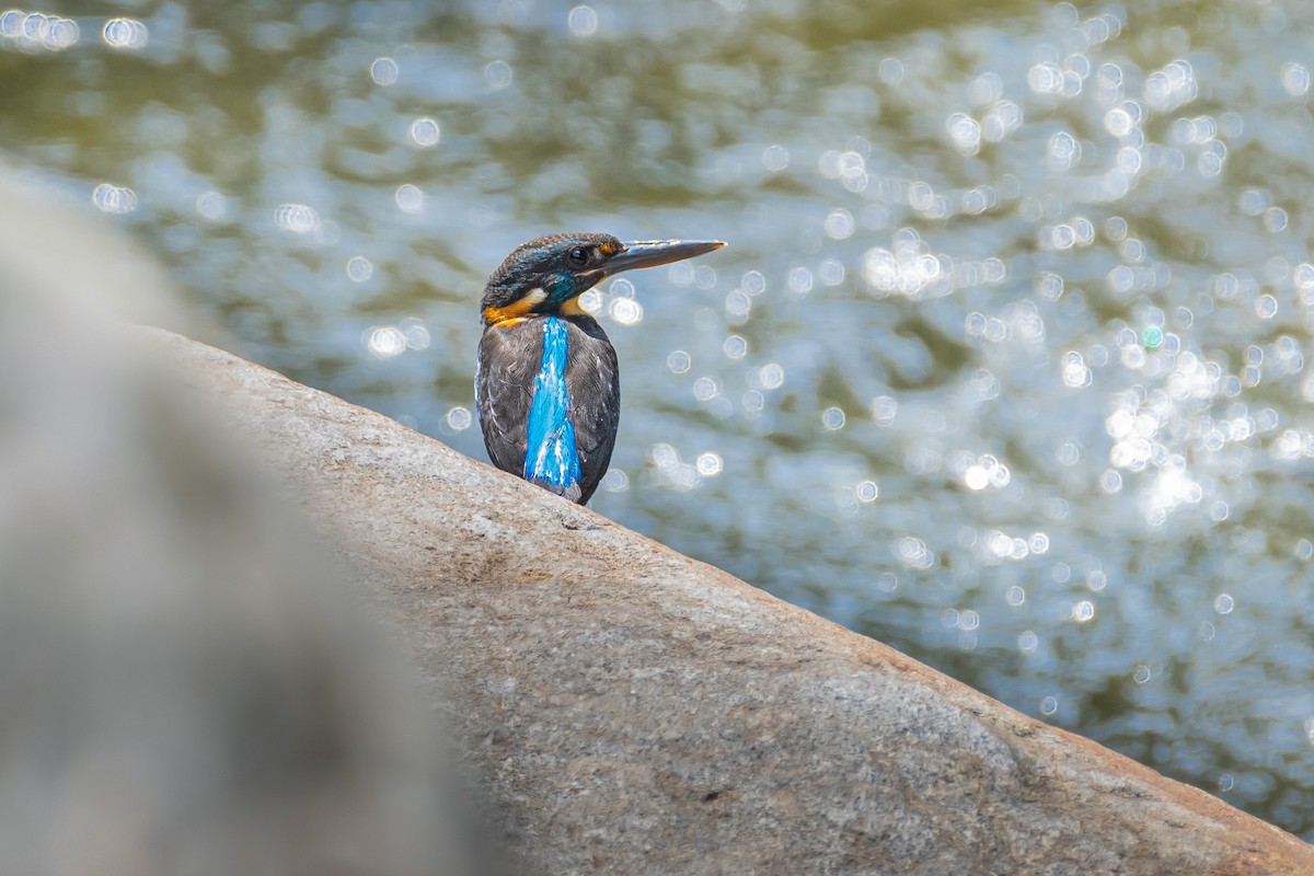 Javan Blue-banded Kingfisher - ML630014298