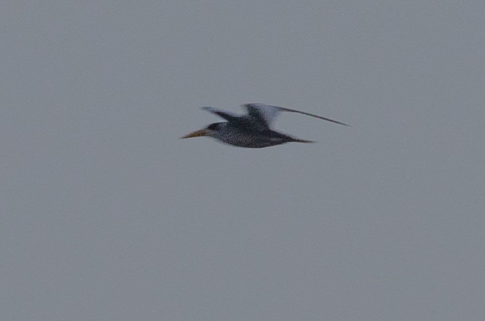 Large-billed Tern - ML630014493