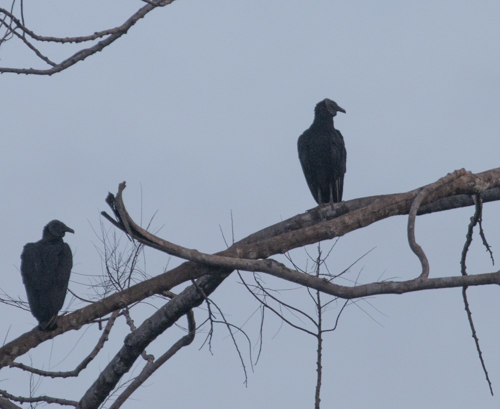 Black Vulture - ML630014498