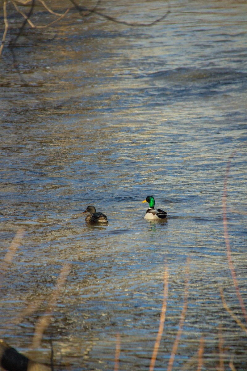 Mallard - ML630014698
