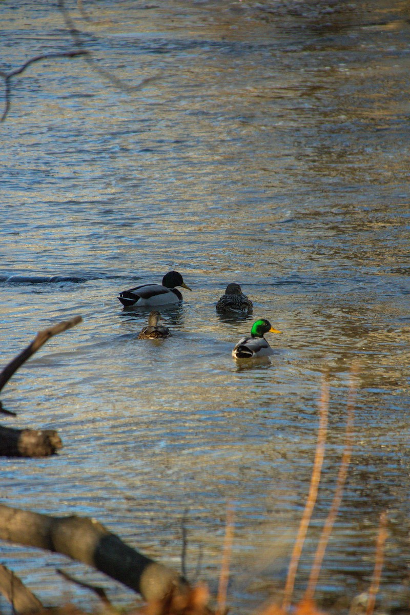 Mallard - ML630014699