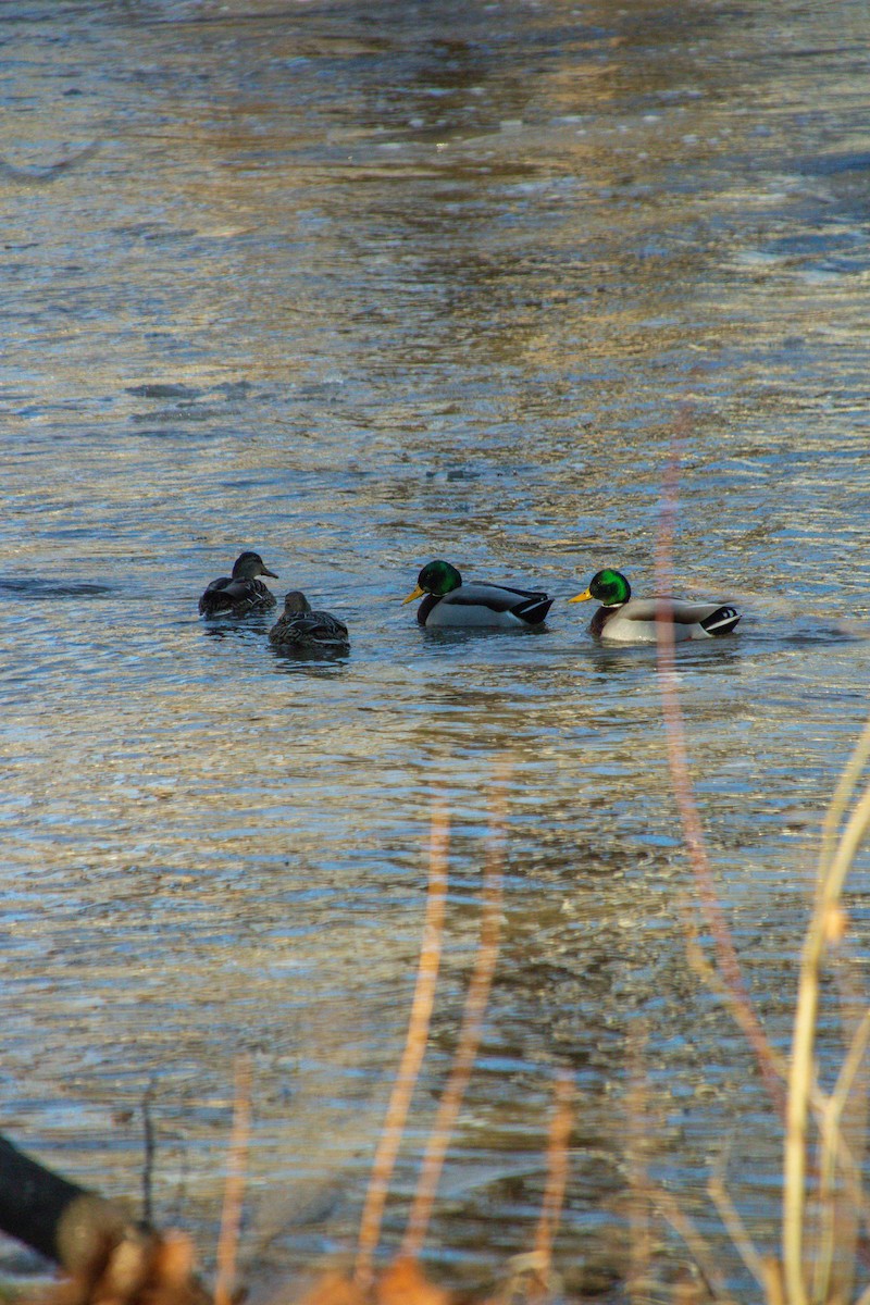Mallard - ML630014736