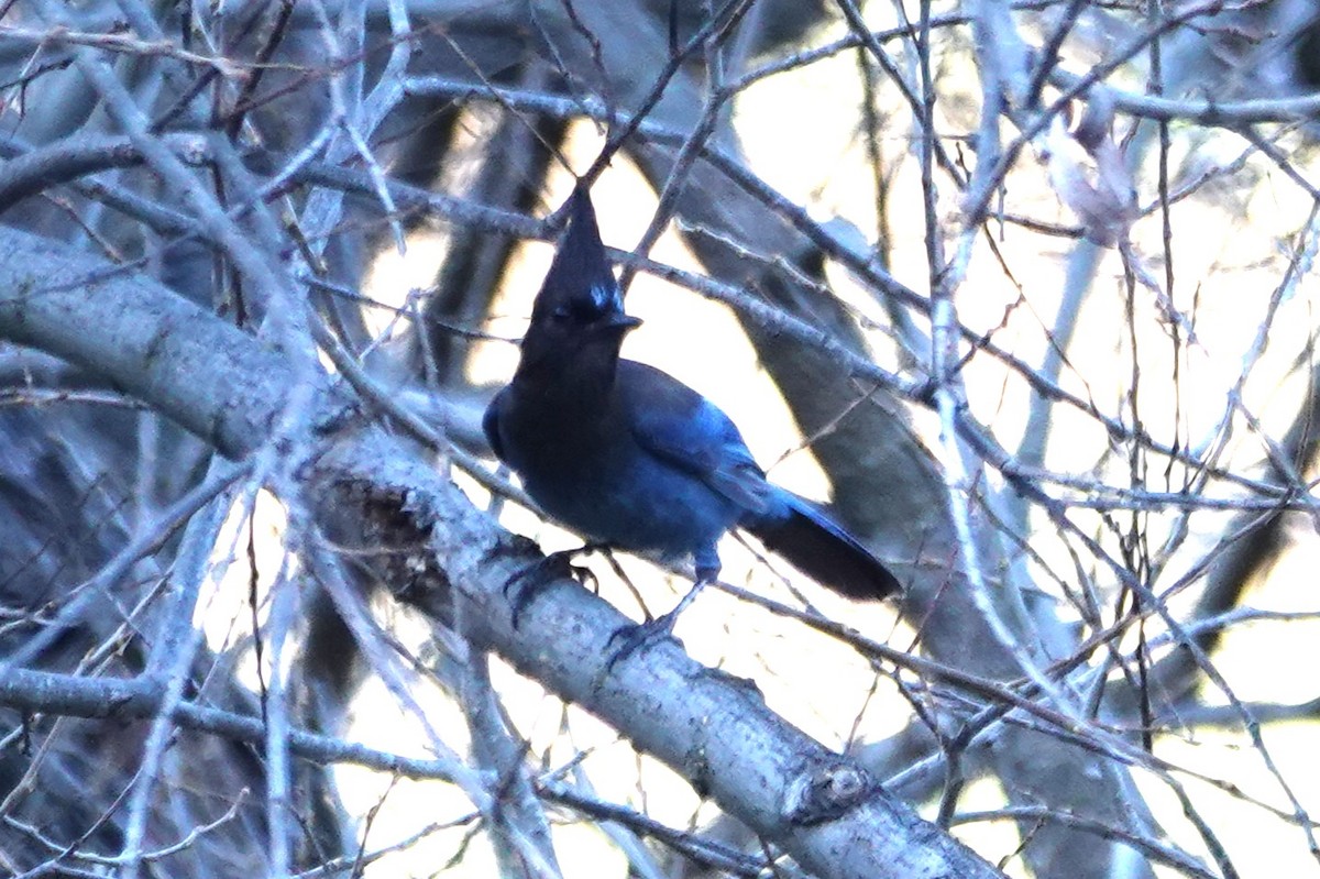 Steller's Jay - ML630014904