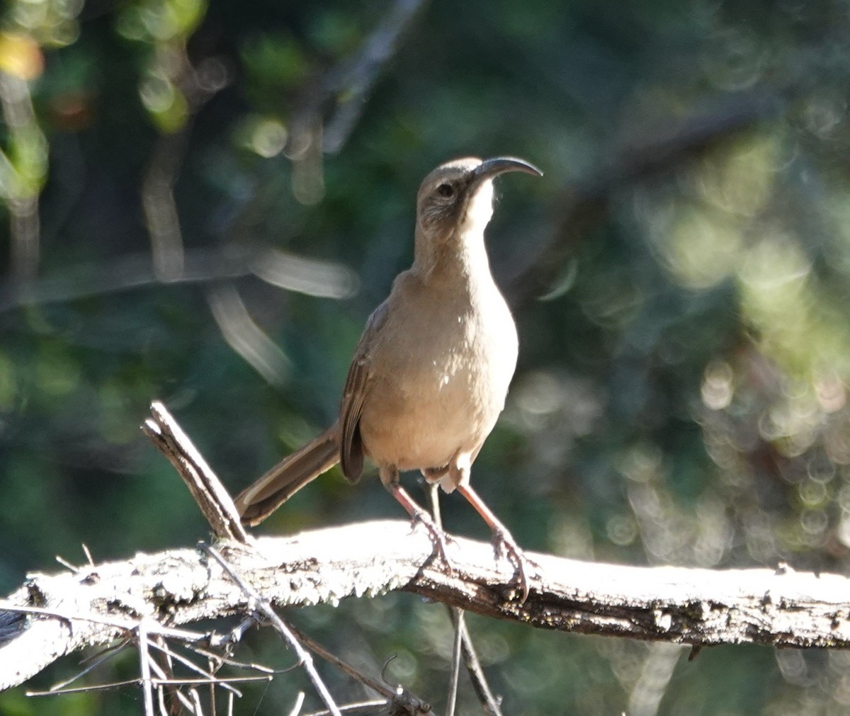 California Thrasher - ML630014955