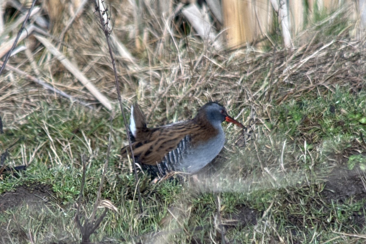 Water Rail - ML630015088