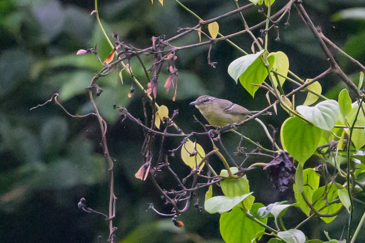 エクアドルヒゲハエトリ - ML630015158