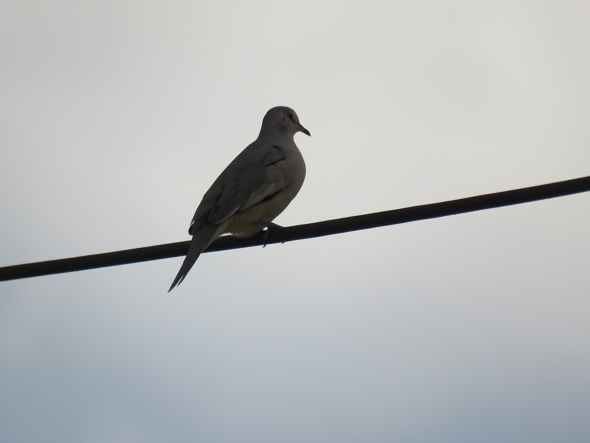 Picui Ground Dove - ML630015266