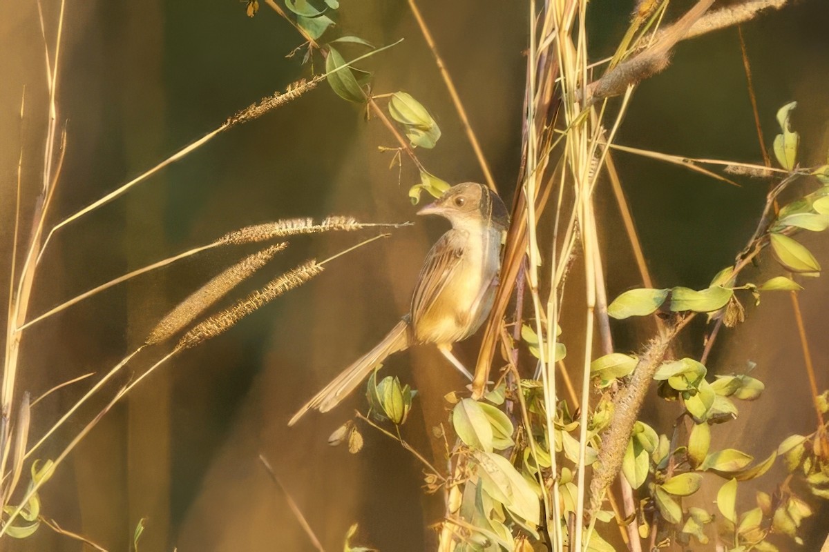 Prinia des montagnes - ML630015282