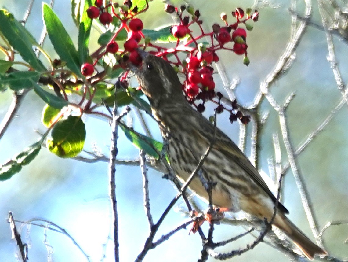 Purple Finch - ML630015304