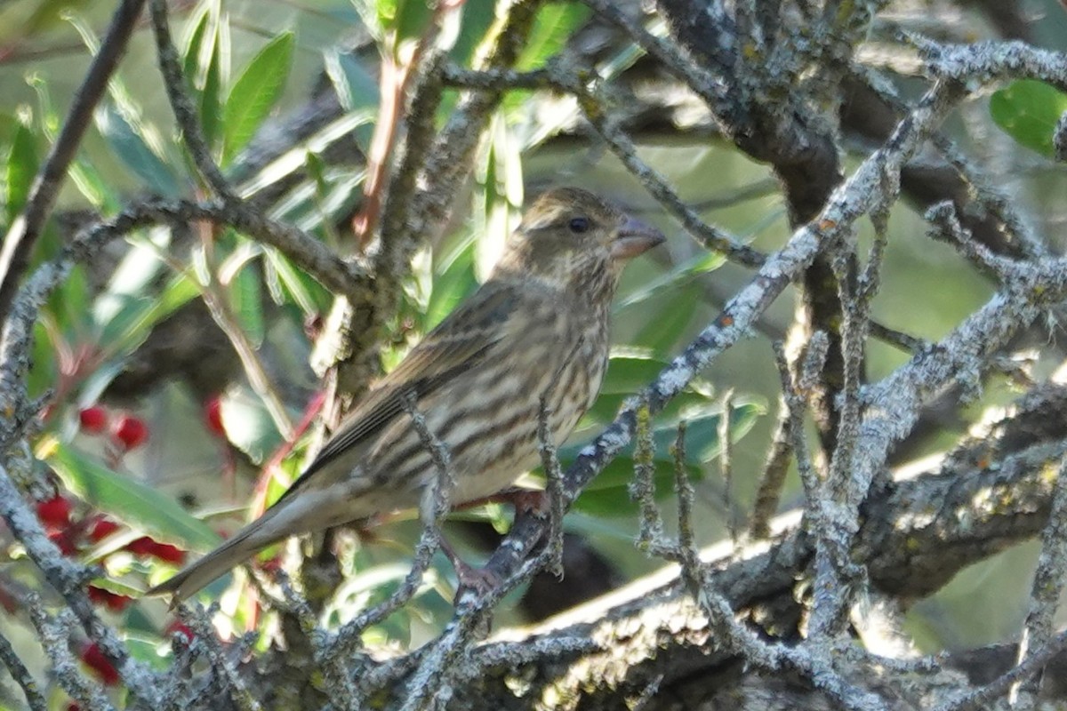 Purple Finch - ML630015305