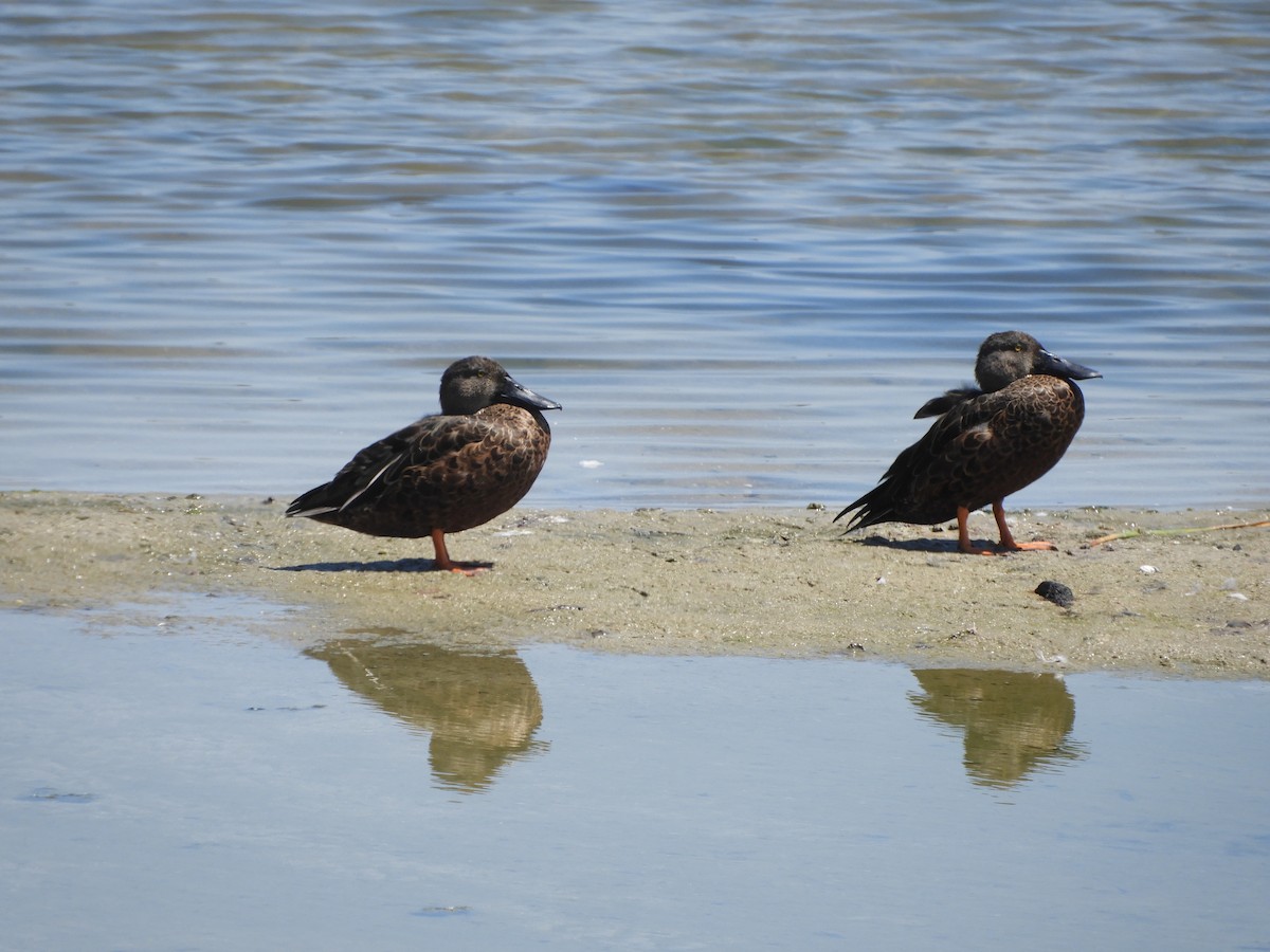 Canard bridé - ML630015310