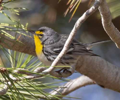 Grace's Warbler - ML630015396