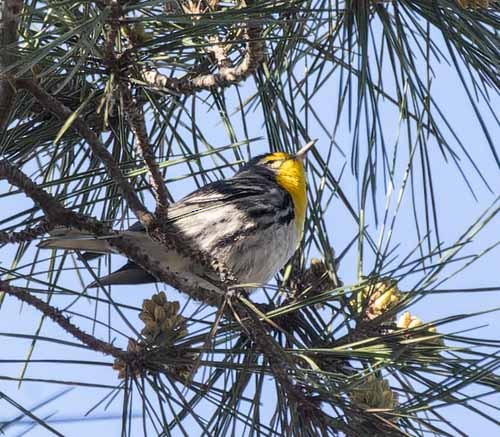 Grace's Warbler - ML630015397