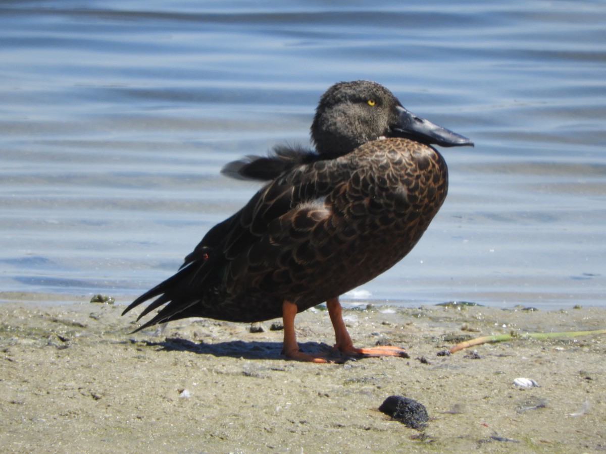 Canard bridé - ML630015443